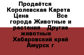 Продаётся!     Королевская Карета › Цена ­ 300 000 - Все города Животные и растения » Другие животные   . Хабаровский край,Амурск г.